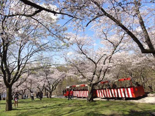 High Park in Toronto, Cherry Blossom