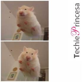 Hammy Little Furball