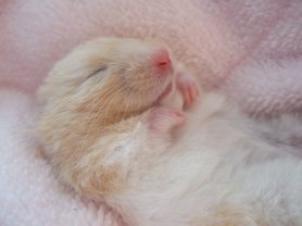 Hammy Sleeping Beauty