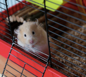 Sammi The Hamster