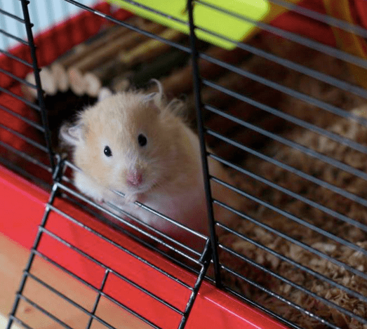 Sammi The Hamster