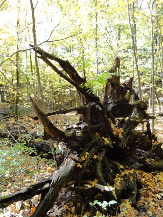 Kortright Centre for Conservation