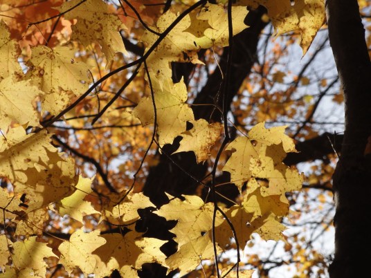 Kortright Centre for Conservation