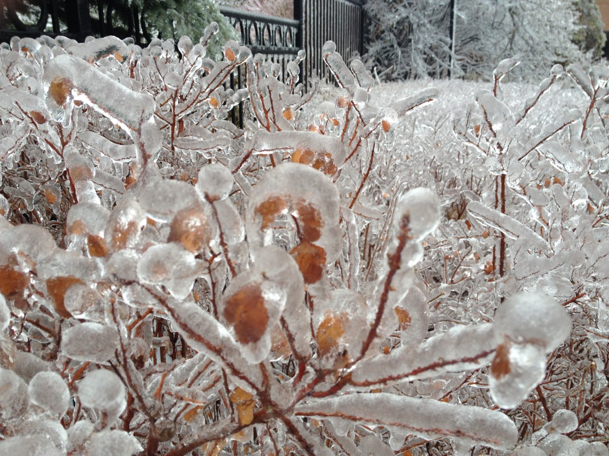 Toronto Ice Storm 2013