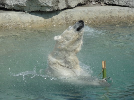 Polar Bears, Toronto Zoo