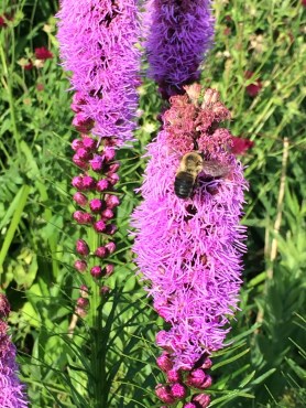 Edwards Gardens, Toronto