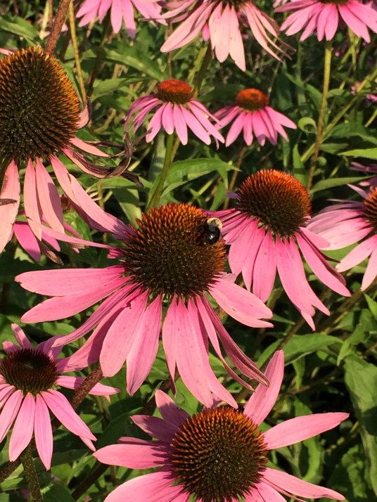 Edwards Gardens, Toronto