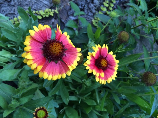 Edwards Gardens, Toronto