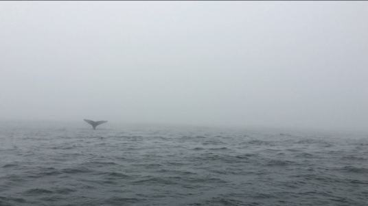Whale Watching, Nova Scotia