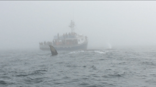 Whale Watching, Nova Scotia