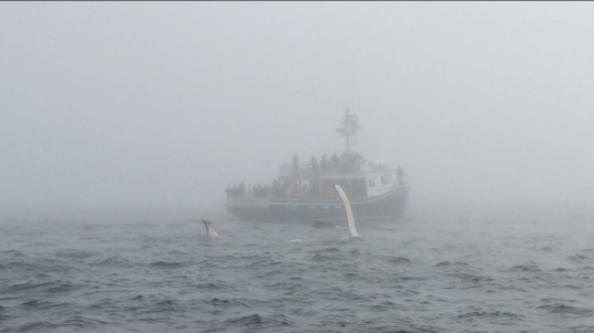 Whale Watching, Nova Scotia