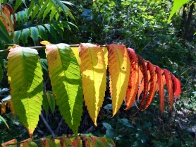 Fall colours, Canada