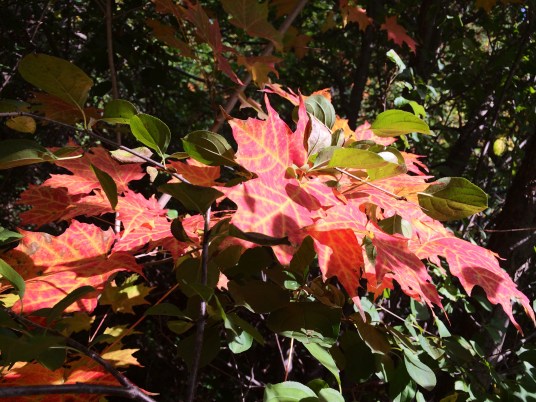 Fall colours, Canada