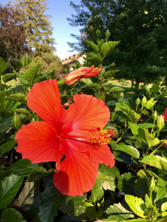 Edwards Garden, Toronto