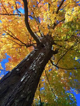 Fall colours, Rouge Park, Toronto