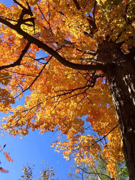 Fall colours, Rouge Park, Toronto