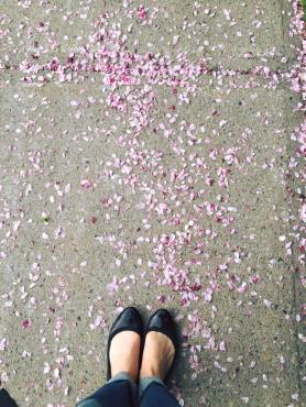 13237582_1115667398475066_4249064877433280980_n