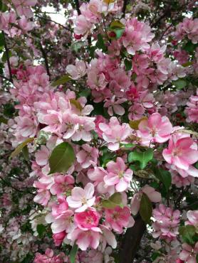 13239214_1115667171808422_3319684907910311706_n