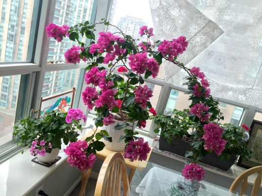 Beautiful Pink Bougainvillea