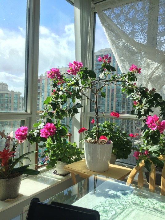 Picture of Bougainvillea