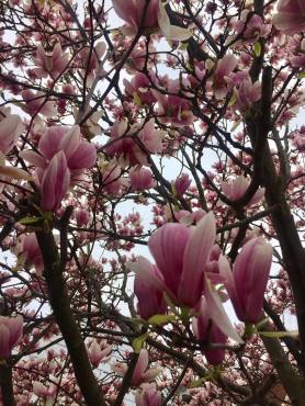 Pink Magnolia Tree