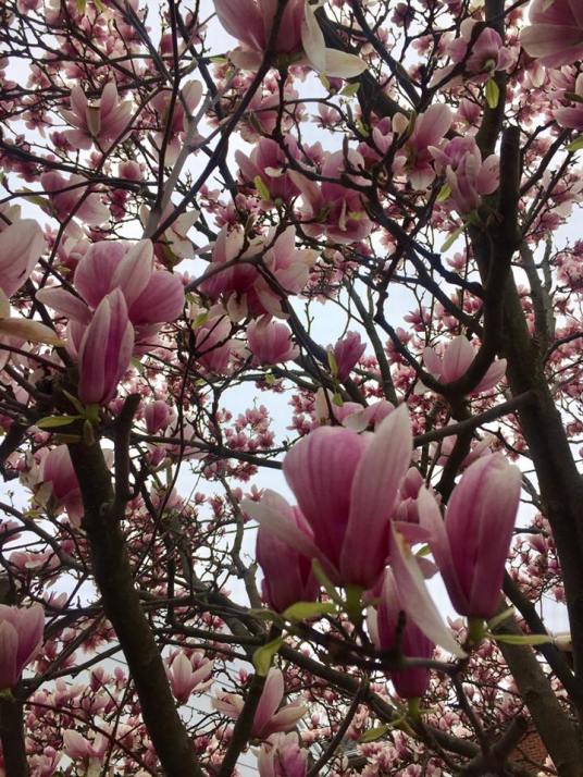 Pink Magnolia Tree