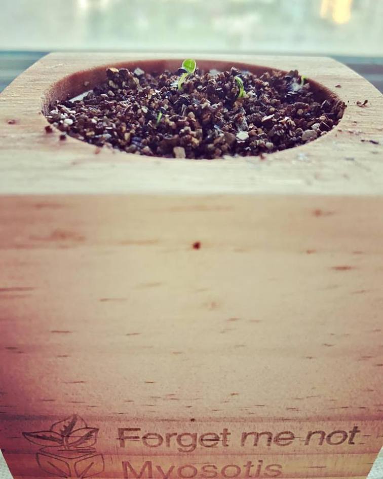 Forget Me Not Flower Pot